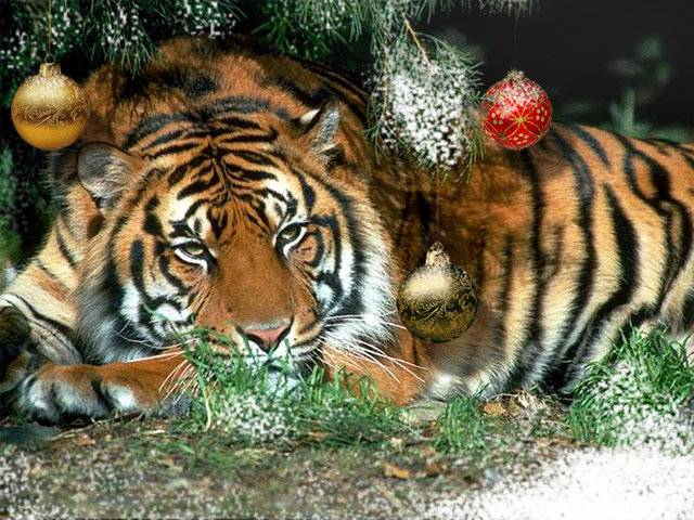 Happy New Year Tiger 2022